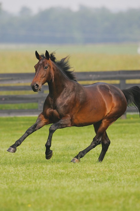 Horse galloping at golden hour